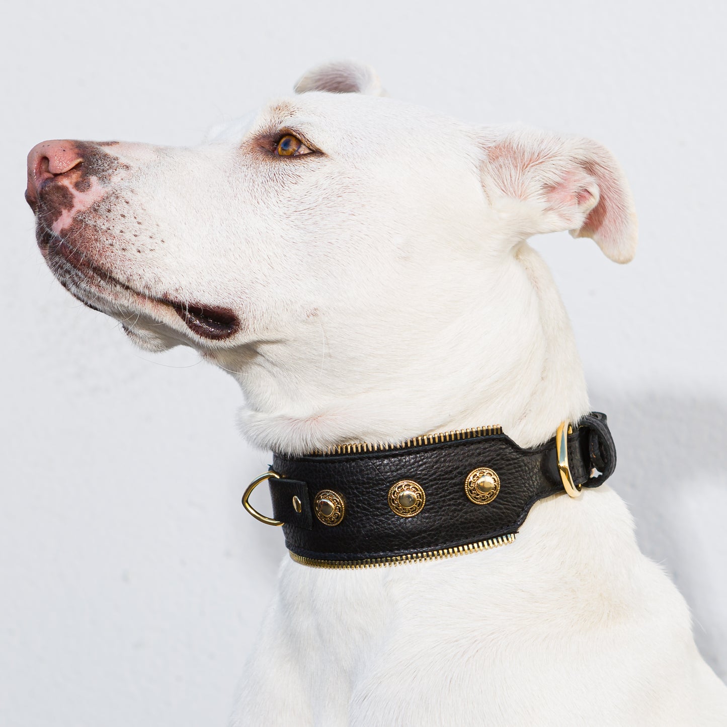 Zipper Collar in Brown